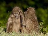 Two Chacma Baboons (Papio Ursinus) Grooming, Kruger National Park, South Africa, Africa Photographic Print