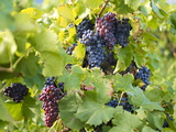 Grapes on Vines, Languedoc Roussillon, France, Europe Photographic Print