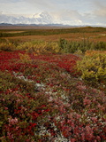 Mount Mckinley With Tundra in Fall Color, Denali National Park and Preserve, Alaska, USA Photographic Print by James Hager