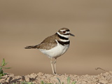 Killdeer (Charadrius Vociferus), Salton Sea, California, United States of America, North America Photographic Print