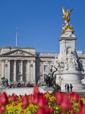 Tulips in Front of Buckingham Palace and Victoria Memorial, London, England, United Kingdom, Europe Photographic Print by Jane Sweeney