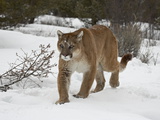 Mountain Lion (Cougar) (Felis Concolor) in Snow in Captivity, Near Bozeman, Montana Photographic Print