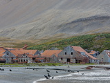 Antarctic Fur Seals in Front of the Old Whaling Station, Husvik Island, Antarctic, Polar Regions Photographic Print by Thorsten Milse