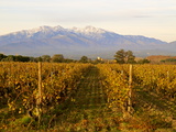 Vineyards and Canigou Mountain, Languedoc Roussillon, France, Europe Photographie