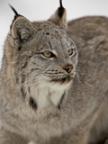 Canadian Lynx (Lynx Canadensis) in Snow in Captivity, Near Bozeman, Montana Photographic Print