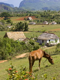 Horse Grazing on a Hillside in the Valle De Vinales, Pinar Del Rio Province, Cuba Photographic Print by Martin Child