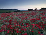 A Summer Dawn in the North Norfolk Countryside Near Burnham Market, Norfolk, England, Uk Photographic Print by Jon Gibbs