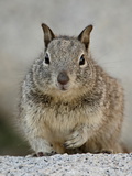 California Ground Squirrel (Citellus Beecheyi), Joshua Tree National Park, California Photographie