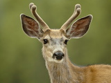 Mule Deer (Odocoileus Hemionus) Buck in Velvet, Jasper National Park, Alberta, Canada Photographic Print