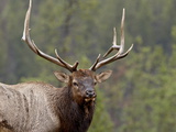 Bull Elk (Cervus Canadensis), Jasper National Park, Alberta, Canada, North America Photographic Print