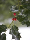 Close-Up of a Holly Tree, London, England, United Kingdom, Europe Photographic Print by Michael Kelly