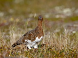 Willow Ptarmigan (Lagopus Lagopus), Katmai National Park and Preserve, Alaska, USA Photographic Print