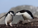 Chinstrap Penguins (Pygoscelis Antarctica), Aitcho Island, Antarctica, Polar Regions Photographic Print by Thorsten Milse