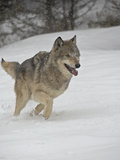 Gray Wolf (Canis Lupus) Running in the Snow in Captivity, Near Bozeman, Montana Photographic Print