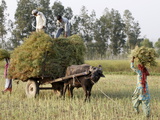 Mustard Plant Harvest, Haridwar, Uttarakhand, India, Asia Photographic Print