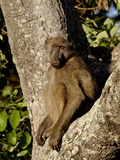 Chacma Baboon (Papio Ursinus) in a Tree, Kruger National Park, South Africa, Africa Photographic Print