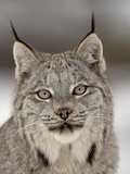 Canadian Lynx (Lynx Canadensis) in Snow in Captivity, Near Bozeman, Montana Photographic Print