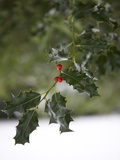 Close-Up of a Holly Tree, London, England, United Kingdom, Europe Photographic Print by Michael Kelly