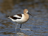 American Avocet (Recurvirostra Americana), Belmar Historic Park, Lakewood, Colorado Photographic Print