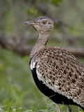 Male Black-Bellied Bustard (Eupodotis Melanogaster), Kruger National Park, South Africa Photographic Print