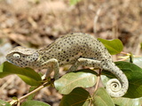 Chameleon With Rolled Tail on Shrub, Tanzania, East Africa, Africa Photographic Print
