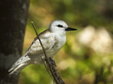 Large White Tern (Gygis Alba) Chick, Lord Howe Island, New South Wales, Australia Photographic Print