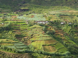 Market Gardening, Nuwara Eliya, Hill Country, Sri Lanka, Asia Photographic Print