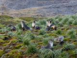 Antarctic Fur Seals (Arctocephalus Gazella), Husvik Island, Antarctic, Polar Regions Photographic Print by Thorsten Milse