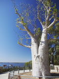 Boab Tree in King's Park, Perth, Western Australia, Australia, Pacific Fotografie-Druck von Ian Trower
