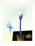 Amarillis mit Goldblatt Limitierte Auflage von Paul Wunderlich
