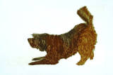 Woof Edición limitada por Sonia Rollo