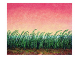 Schilfgras, c.2001 Limited Edition by Folkert Rasch