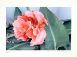 Calla Limited Edition by Gerhard Treichel