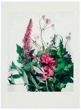 Strauss mit Hibiskus Limited Edition by Gerhard Treichel