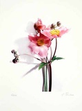 Anemone Limited Edition by Gerhard Treichel