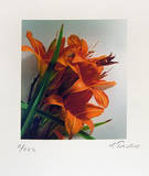 Feuerlilie (klein) Limited Edition by Gerhard Treichel
