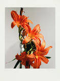Feuerlilie Limited Edition by Gerhard Treichel