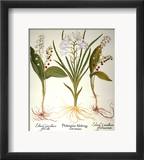 Lily-Of-The-Valley Framed Giclee Print by Basilius Besler