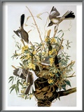 Northern Mockingbird Posters por John James Audubon Northern Mockingbird Posters por John James Audubon