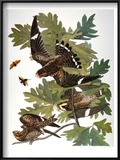 Audubon: Nighthawk Poster by John James Audubon