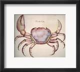 Land Crab Gerahmter Giclée-Druck von John White