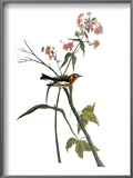Audubon: Warbler, 1827-38 Prints by John James Audubon