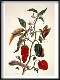 Pepper Plant Poster by Maria Sibylla Merian