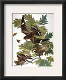 Audubon: Nighthawk Framed Giclee Print by John James Audubon