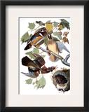 Audubon: Duck Framed Giclee Print by John James Audubon