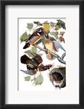Audubon: Duck Gerahmter Giclée-Druck von John James Audubon