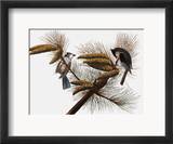 Audubon: Titmouse Framed Giclee Print by John James Audubon