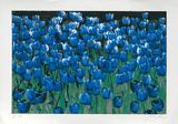 Blaue Tulpen, c.2002 Limited Edition by Norbert Schäfer