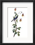 Audubon: Warbler, 1827-38 Estampe encadrée par John James Audubon