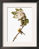Audubon: Warbler, 1827-38 Framed Giclee Print by John James Audubon